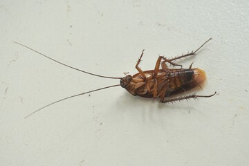cockroach tip over and flexing on tile flor in house