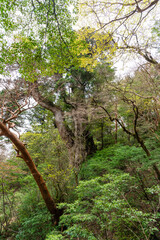 横から見た屋久島の縄文杉