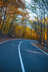 Fototapeta premium beautiful road in the forest .