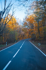 Fototapeta premium beautiful road in the forest .