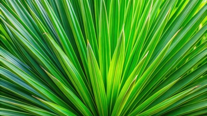 Obraz premium Close up of vibrant green palm yucca leaves , tropical, nature, plant, foliage, close-up, palm yucca, green, vibrant, lush