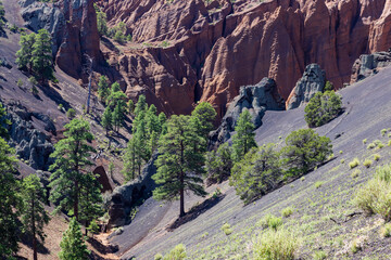 Red Mountain Trail in the Coconino National Forest near Flagstaff, Arizona.