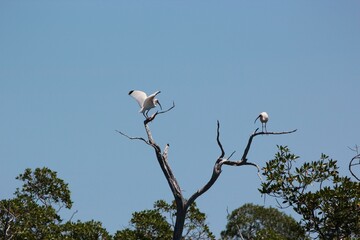 White Ibis in Everglades