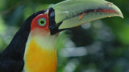 Tucano bico verde