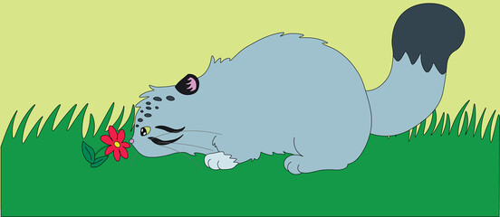 cute wild cat manul on a green meadow sniffs a red flower