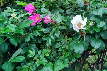 Pink and white roses. Rosa odorata, Tea Rose
