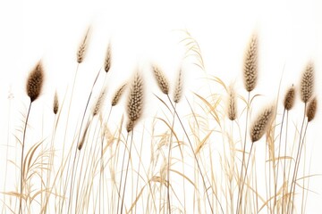 A small group of wild grasses with varied heights and soft, feathery tips, contrasted against a stark white background