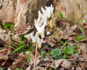 Dicentra cucullaria | Dutchman's Breeches | Native North American Woodland Spring Wildflower