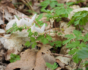 Dicentra cucullaria | Dutchman's Breeches | Native North American Woodland Spring Wildflower