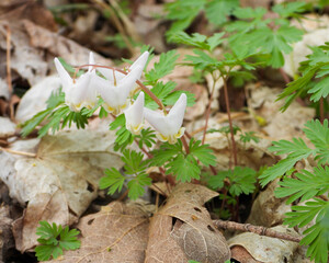 Dicentra cucullaria | Dutchman's Breeches | Native North American Woodland Spring Wildflower