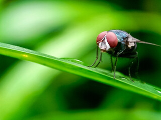 Cochliomyia hominivorax, the New World screw-worm fly, or screw-worm for short, is a species of...