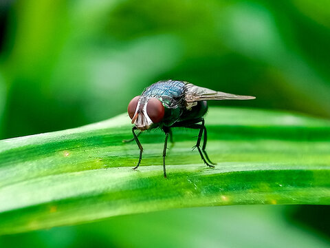 Cochliomyia hominivorax, the New World screw-worm fly, or screw-worm for short, is a species of parasitic fly that is well known for the way in which its larvae (maggots) eat the living tissue.