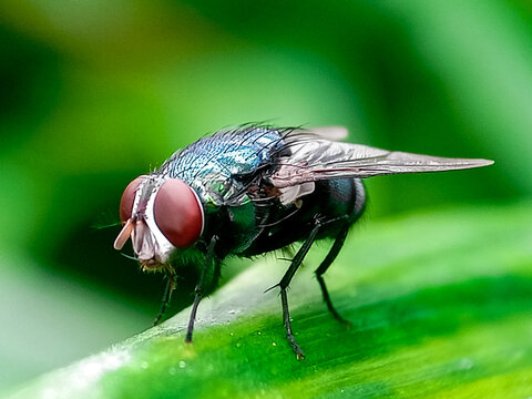 Cochliomyia hominivorax, the New World screw-worm fly, or screw-worm for short, is a species of parasitic fly that is well known for the way in which its larvae (maggots) eat the living tissue.