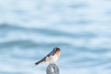 Welcome swallow bird nesting and attending to juvenile fledgling.