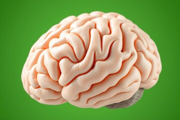 Human Brain: Detailed Anatomical Model, Smooth Texture, Soft Hues