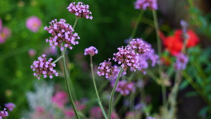 Fleurs violettes, Verbena bonariensis (Verveine de Buenos Aires) dans un jardin avec arrière-plan flou et touches de vert 