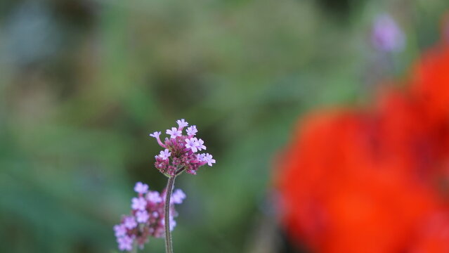 Verbena bonariensis (Verveine de Buenos Aires)