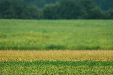 Obraz premium Vibrant countryside landscape with lush green fields