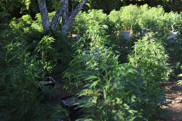 Fototapeta premium Outdoor marijuana growing plant cannabis medicine herb. 