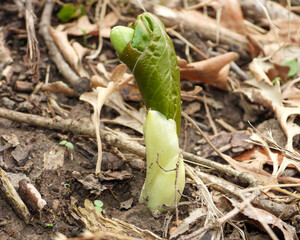 Podophyllum peltatum | Mayapple | Native North American Woodland Spring Wildflower