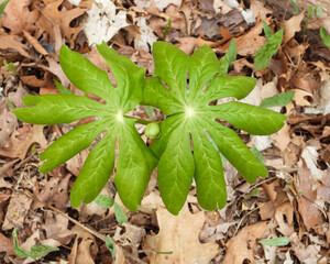 Podophyllum peltatum | Mayapple | Native North American Woodland Spring Wildflower