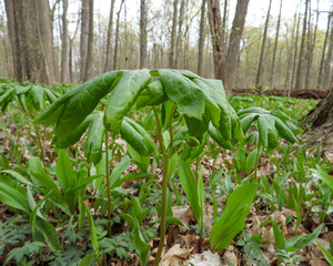 Podophyllum peltatum | Mayapple | Native North American Woodland Spring Wildflower