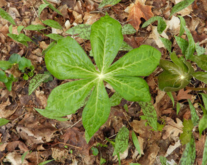 Podophyllum peltatum | Mayapple | Native North American Woodland Spring Wildflower