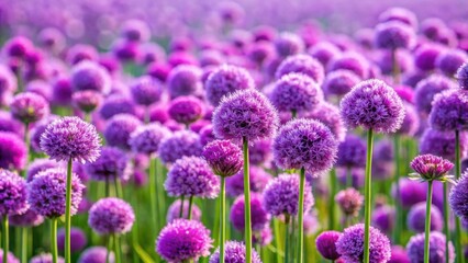Fototapeta premium A beautiful field of purple flowers in bloom, spring, garden, nature, botanical, lavender, meadow, bloom, colorful