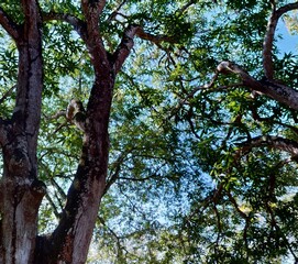 trees in the forest
