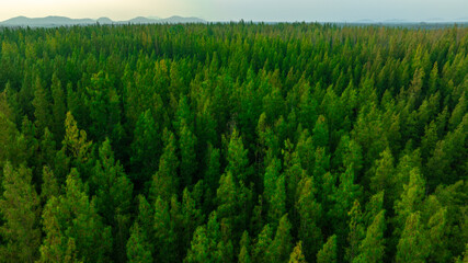 aerial view of dark green pine forest Abundant natural ecosystems of rainforest. Concept of nature forest preservation and reforestation.   © Media 
