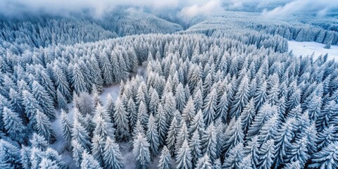 Aerial view of snow covered frozen icy trees in a lovely winter season cloudy mountain forest, winter, snow, ice, trees