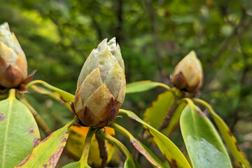 シャクナゲのつぼみと緑の葉