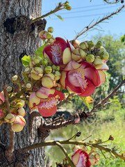 red sal flowers on tree