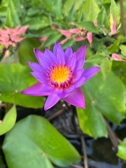 beautiful lotus flower in the garden