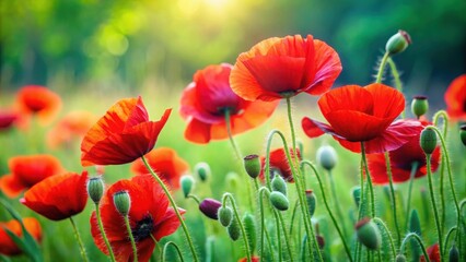 Obraz premium Vibrant red poppies contrast against lush green grass, wildflowers, nature, blooming, field, spring, meadow, colorful