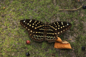 Butterfly on the ground in the rainforest