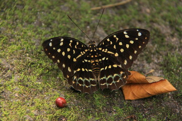 Butterfly on the ground in the rainforest