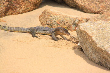lizard on the beach