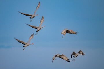 Lesser sandhill cranes flying over Merced National Wildlife Refuge
