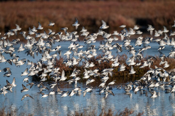 flock of sandpiper taking off