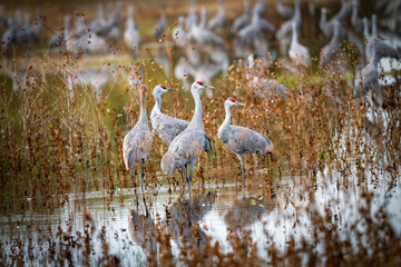 Lesser sandhill cranes in the Merced National Wildlife Refuge