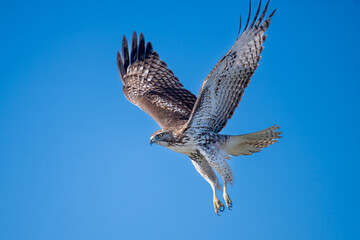 red-shouldered hawk flying over Bay Trail Califirnia