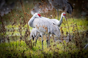 Lesser sandhill cranes in the Merced National Wildlife Refuge