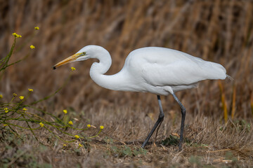 great egret caught the bug