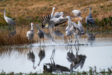 Lesser sandhill cranes fighting in the Merced National Wildlife Refuge