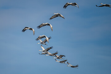 Lesser sandhill cranes flying over Merced National Wildlife Refuge
