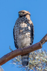 red-shouldered hawk observing neighbourhood
