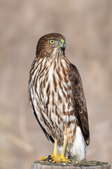 cooper's hawk observes neighborhood from the top of the poll