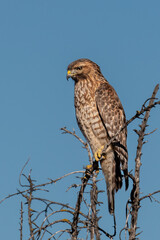 red-shouldered hawk observing neighbourhood