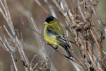 lesser goldfinch on a branch